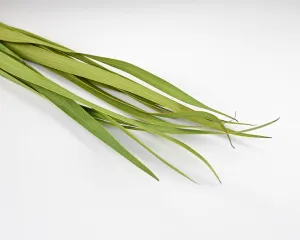 Dried Snake Leaves - Dried Sabel Palm