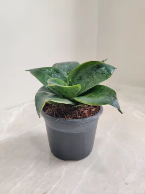 Sansevieria (Snake Plant) Green Dwarf Plant