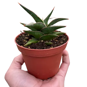 Lavranos Snake Plant - Easy-Care, Air-Purifying Indoor Houseplant