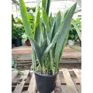 Snake Plant 'Silver Queen' - 10" Pot