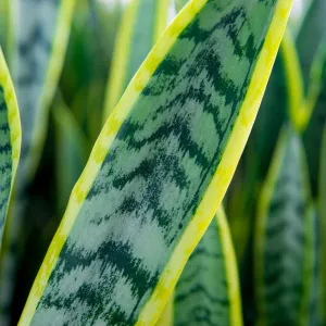 Variegated Snake Plant